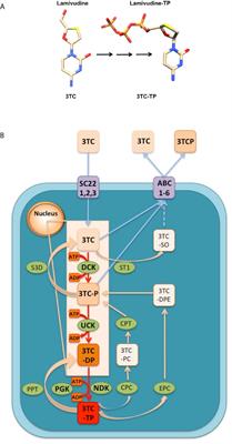 Putative Repurposing of Lamivudine, a Nucleoside/Nucleotide Analogue and Antiretroviral to Improve the Outcome of Cancer and COVID-19 Patients